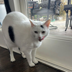 Meet your Posher, Peyton